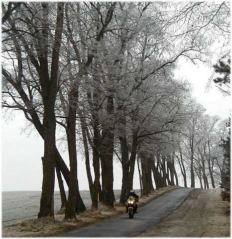 Winterliche Allee bei Nennhausen mit Tigerchen