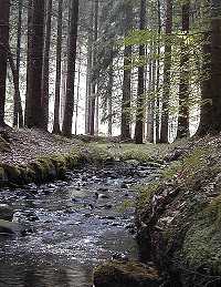 Schnuckelbach in CZ